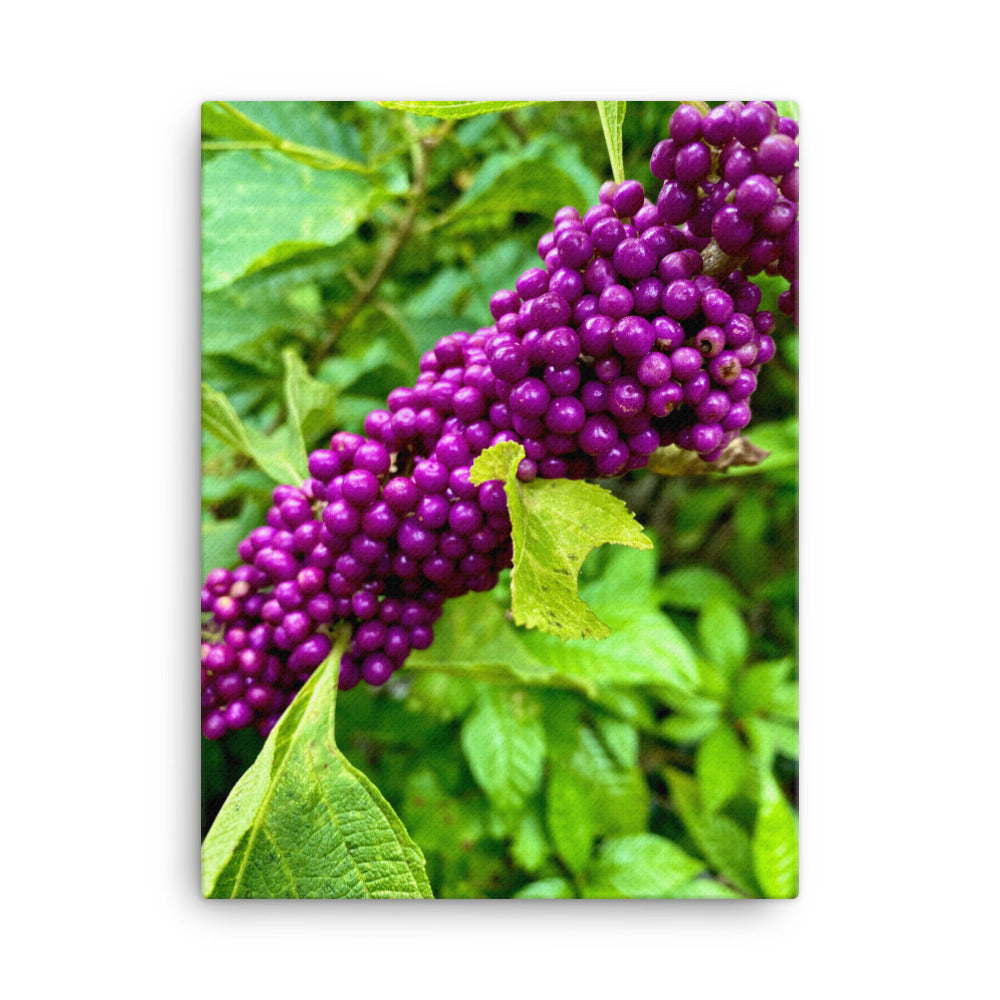 Beautyberry