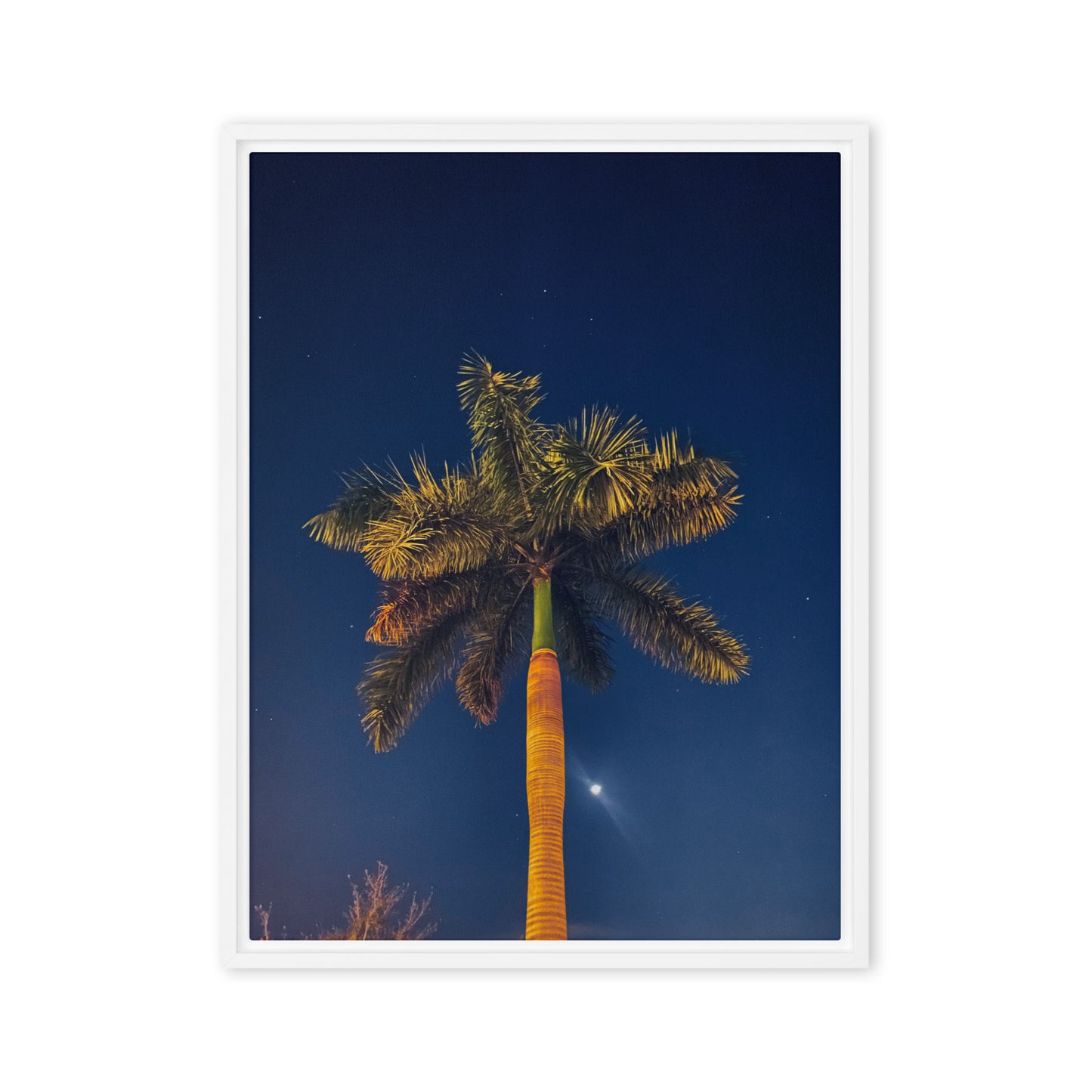 Midnight Palm (Framed Canvas)
