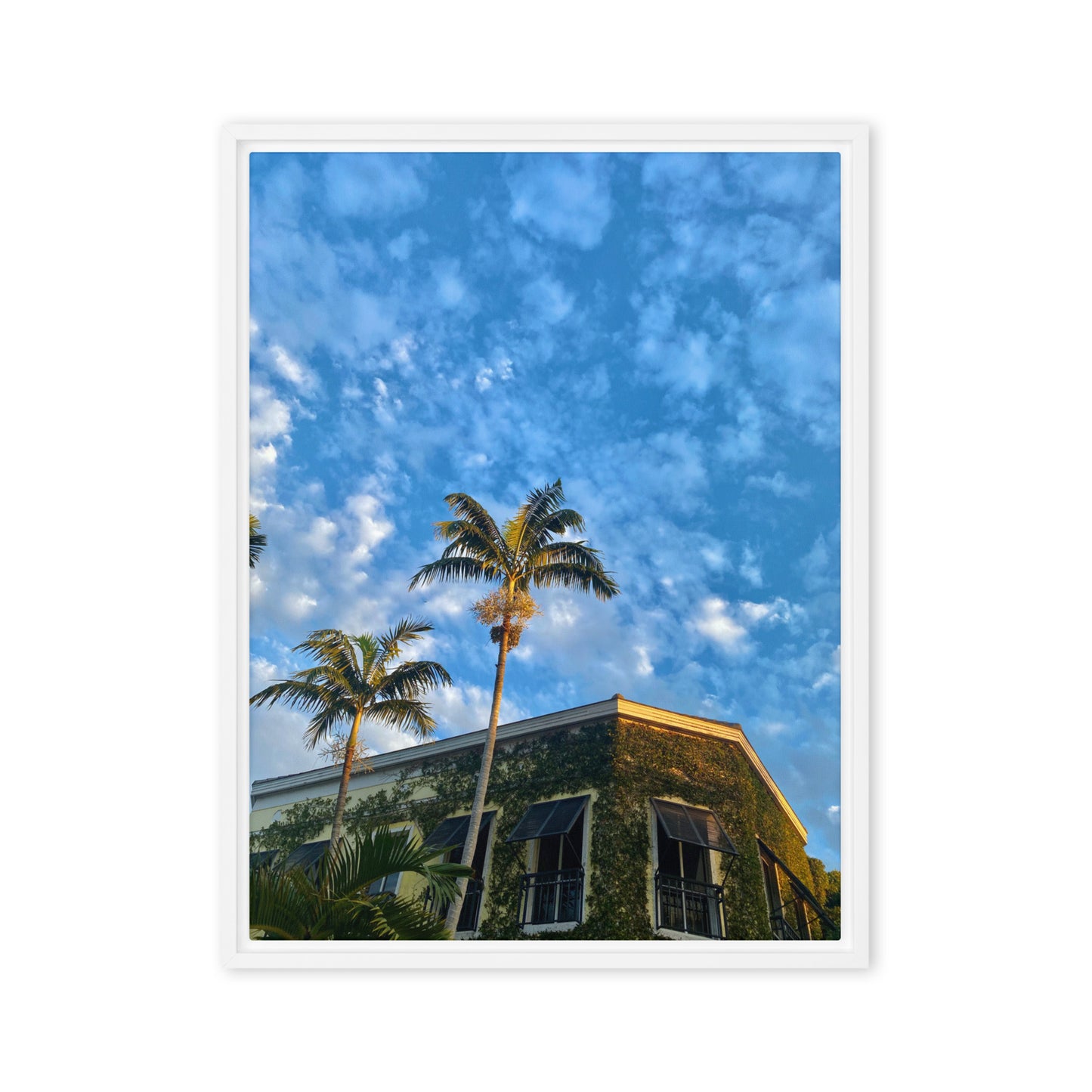 3rd Vine Morning (Framed Canvas)