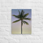 Morning Palm