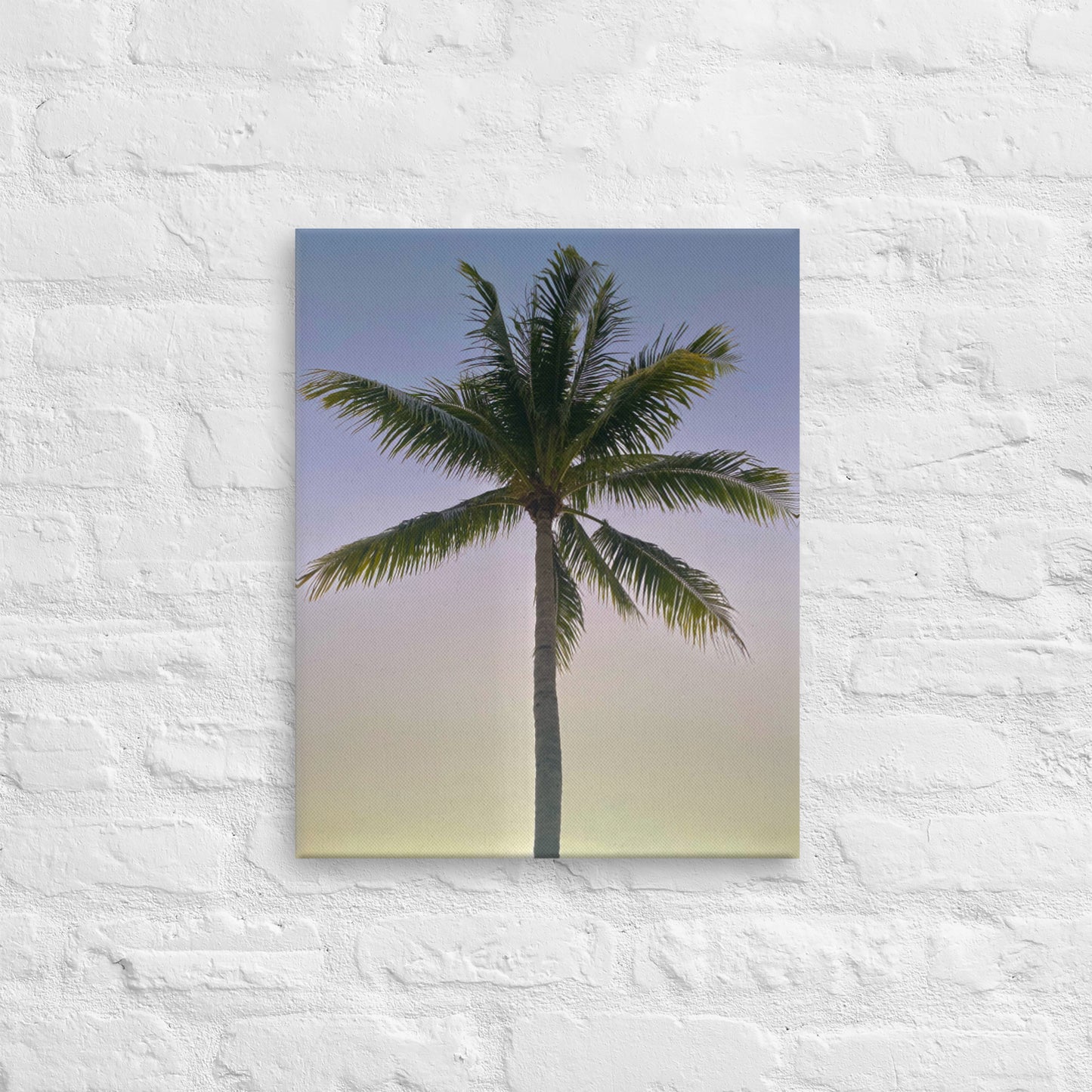 Morning Palm