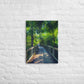 The Tropical Trail