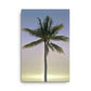Morning Palm