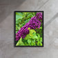 Beautyberry (Framed Canvas)