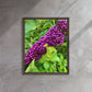 Beautyberry (Framed Canvas)