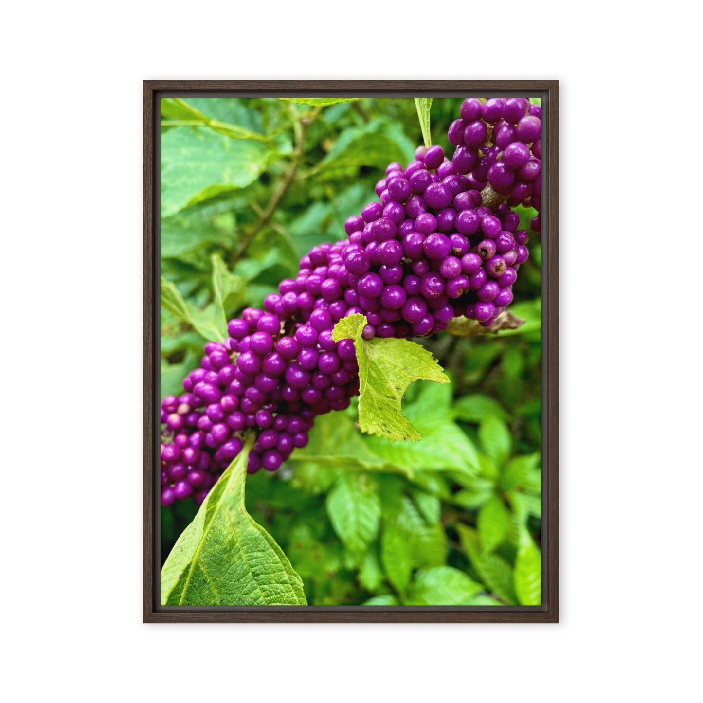 Beautyberry (Framed Canvas)