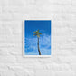 Port Royal Palm (Framed)