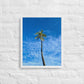 Port Royal Palm (Framed)