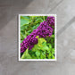 Beautyberry (Framed Canvas)