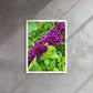 Beautyberry (Framed Canvas)