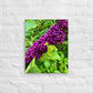 Beautyberry (Thin Canvas)