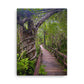 Wilderness Walk (Thin Canvas)