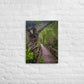 Wilderness Walk (Thin Canvas)