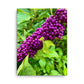 Beautyberry (Thin Canvas)